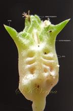  Female flower (Lateral view)